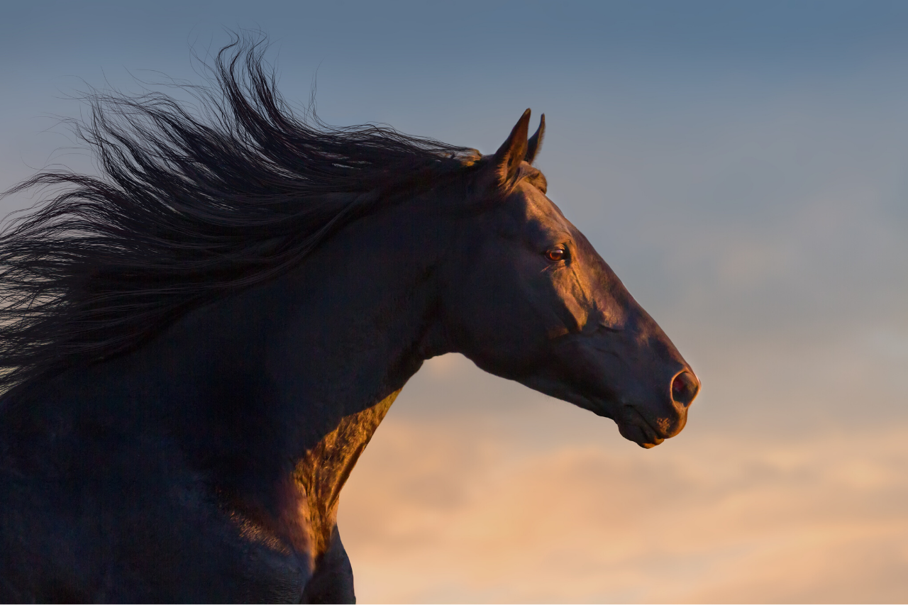 Horse Ulcers – Symptoms, Diagnosis, Treatment