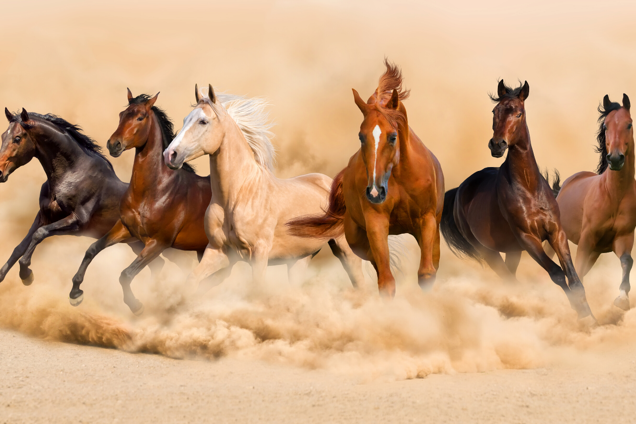 How Learning Herd Mentality Can Help You Train Your Horse