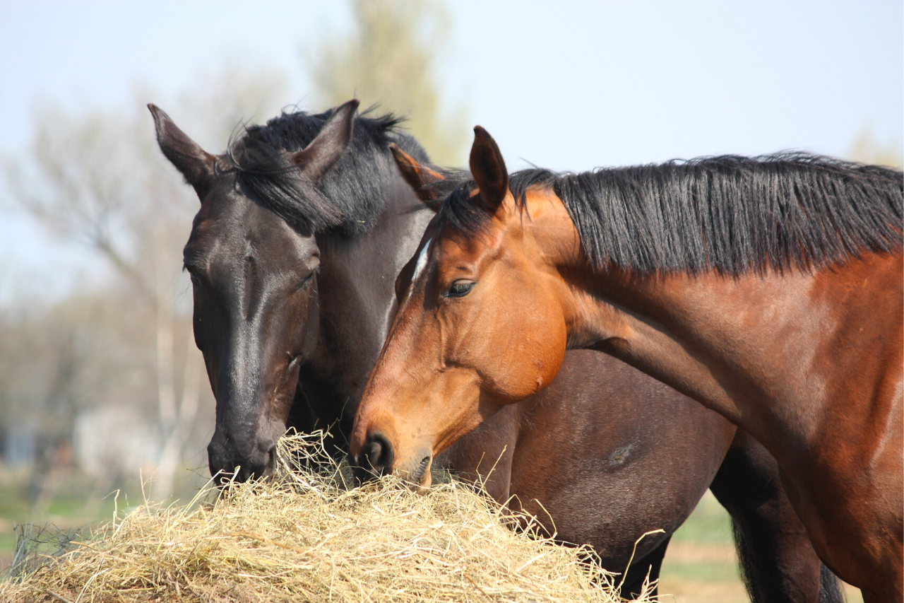 6 Myths About Feeding Horses