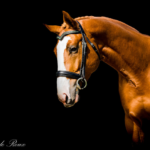 33 Questions You MUST ASK When Purchasing A Horse