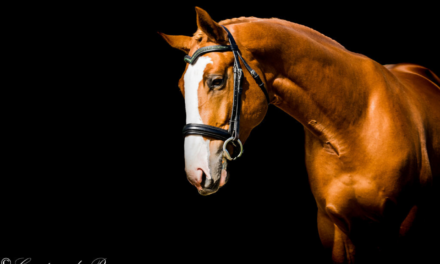 33 Questions You MUST ASK When Purchasing A Horse