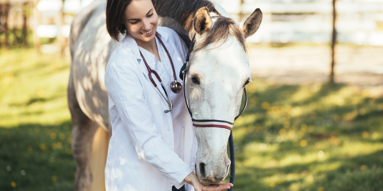 The Pre-Purchase Vet Examination of a Horse