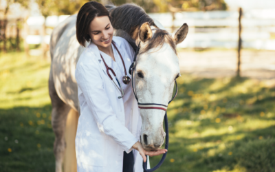 The Pre-Purchase Vet Examination of a Horse