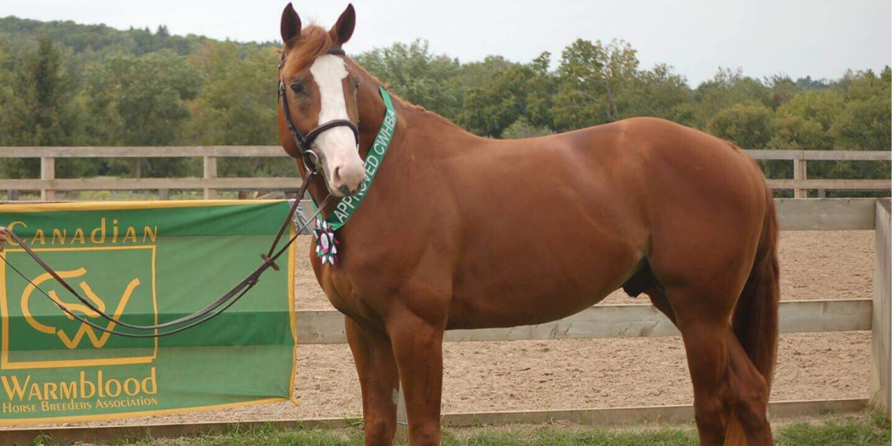11 Tips To Develop A Perfect Topline For Your Horse