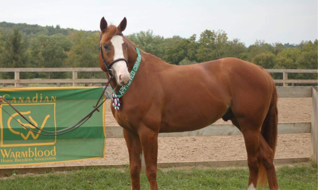 11 Tips To Develop A Perfect Topline For Your Horse