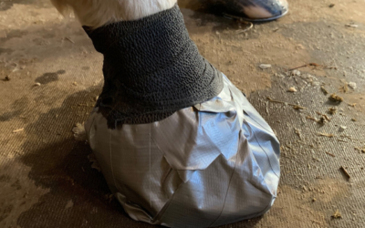 How To Put A Foot Poultice On A Horse