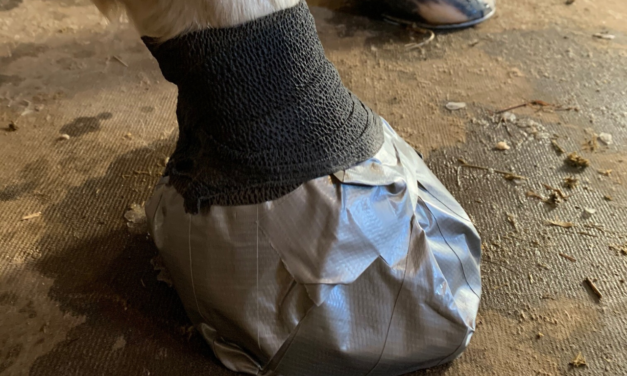How To Put A Foot Poultice On A Horse