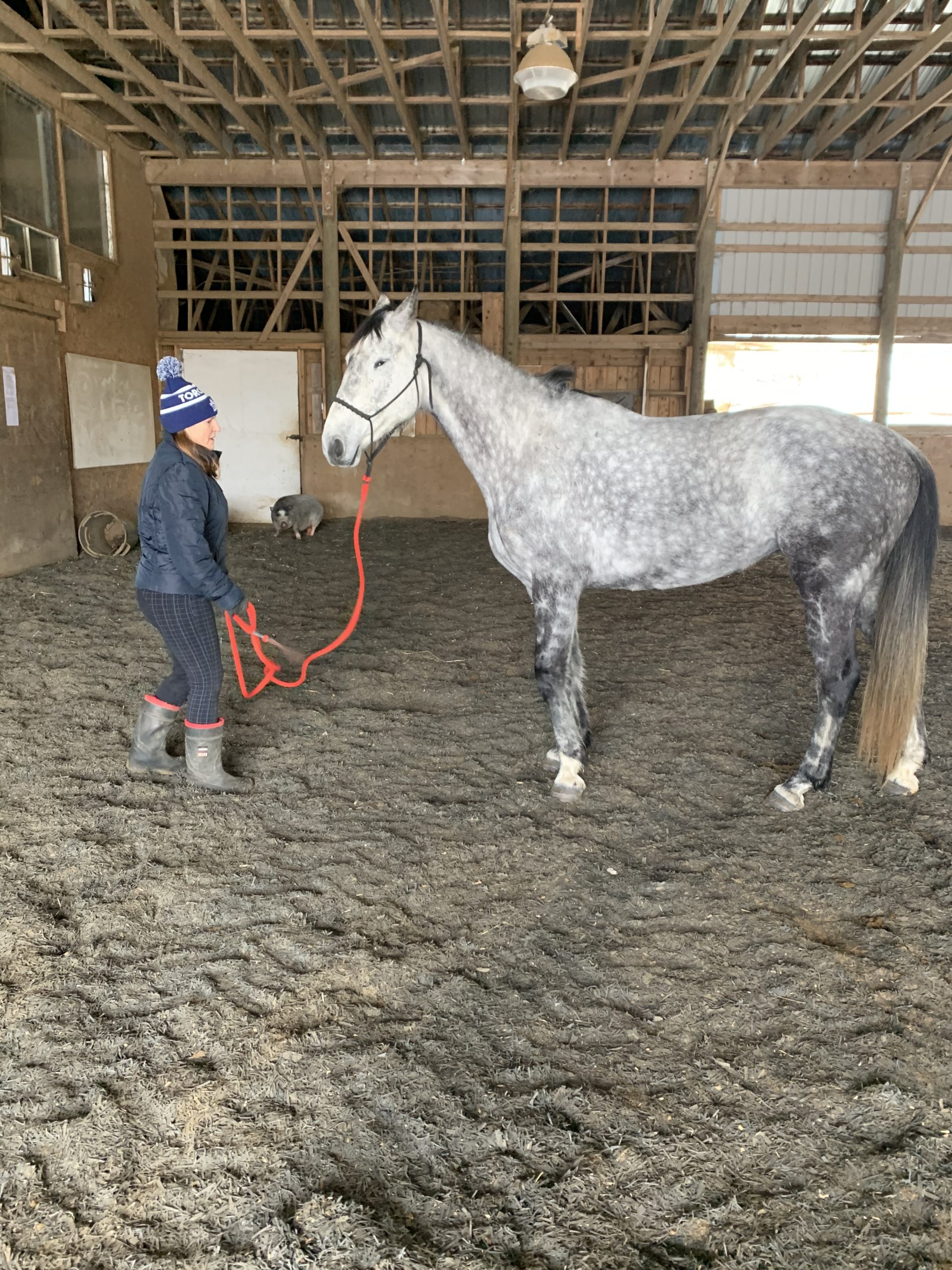 How To Teach Your Horse To Ground Tie Talking To Horses