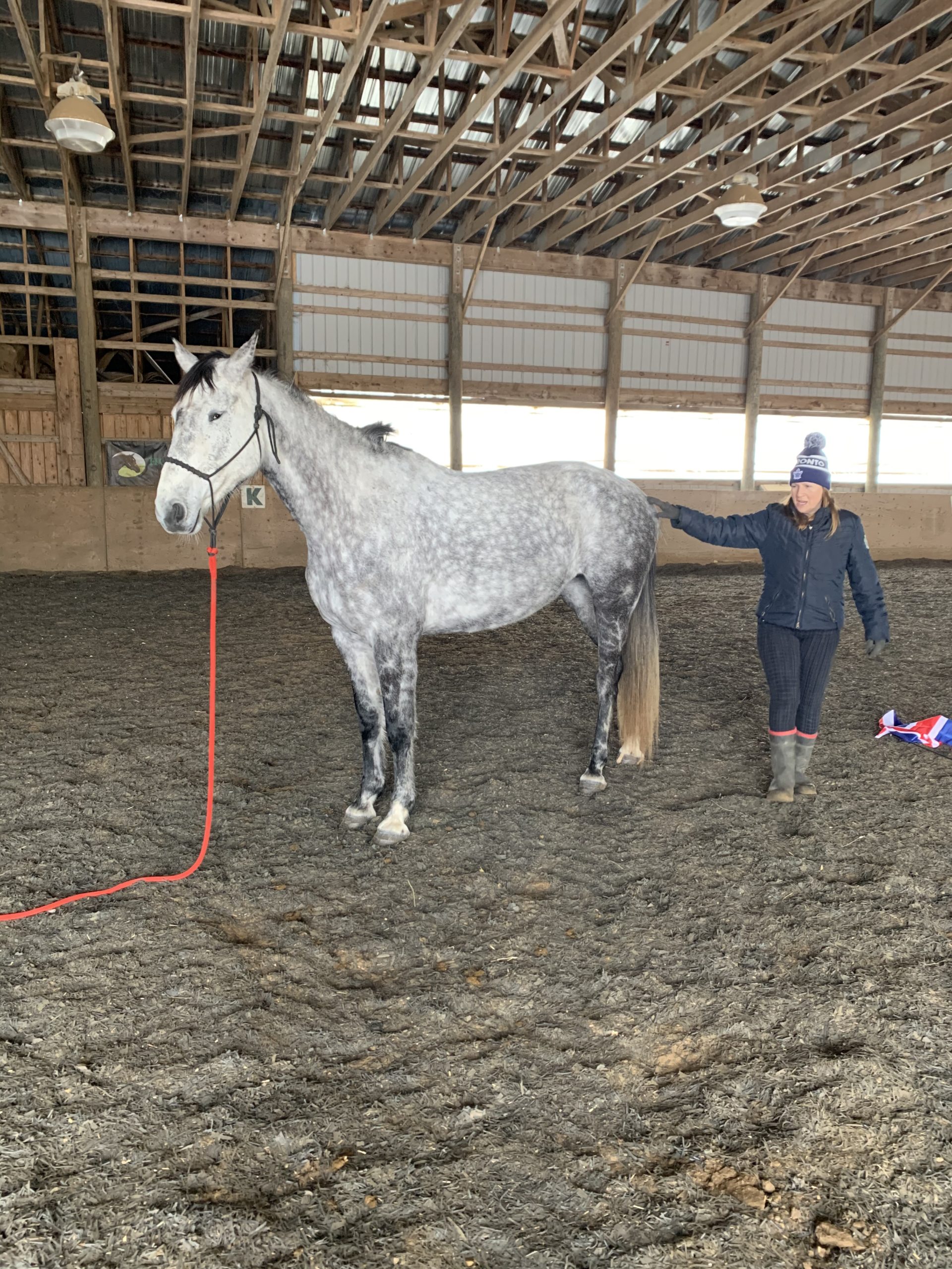 How To Teach Your Horse To Ground Tie Talking To Horses