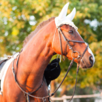 Our Top 20 Amazon Equestrian Products