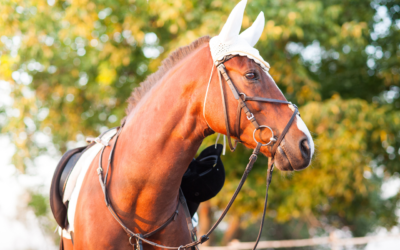 Our Top 20 Amazon Equestrian Products