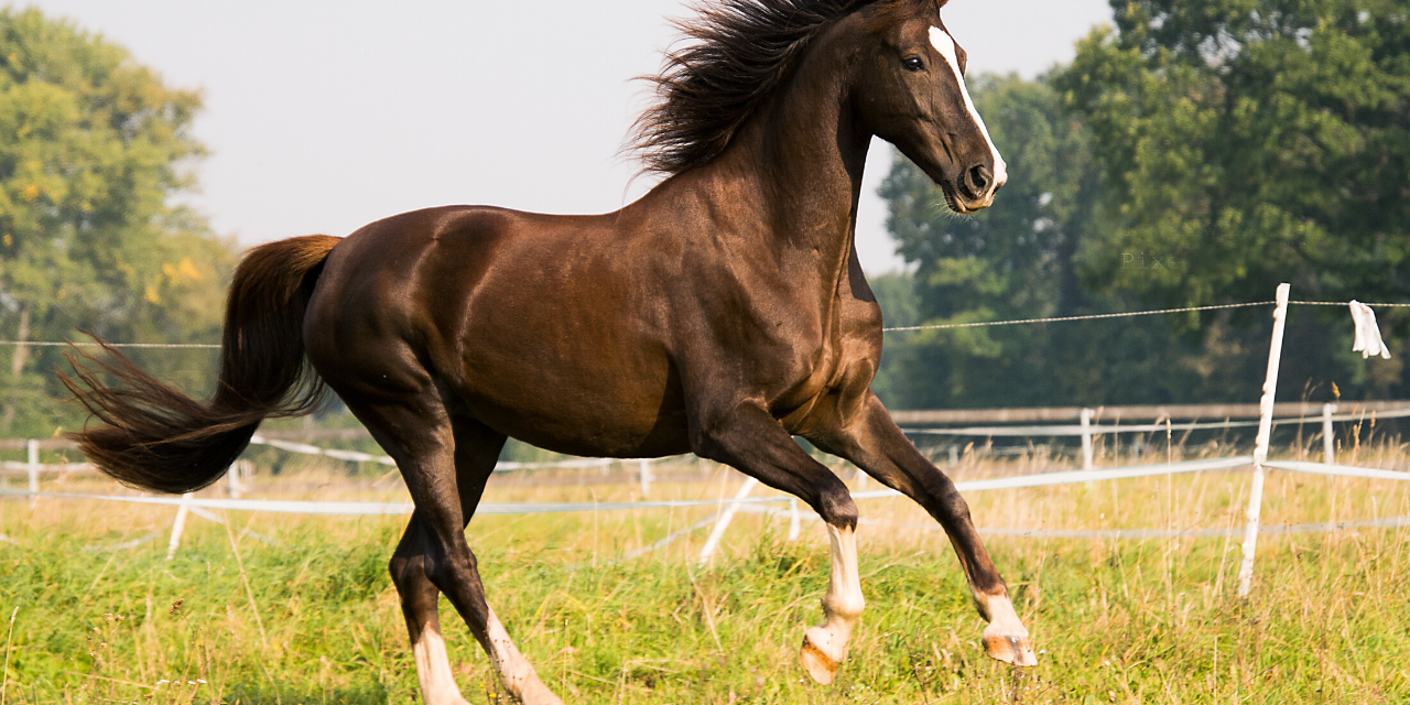 A Horse For All Reasons – Guest Blog by Lucy from Horse Factbook