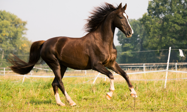 A Horse For All Reasons – Guest Blog by Lucy from Horse Factbook